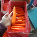 China new crop fresh carrot export 80-150g